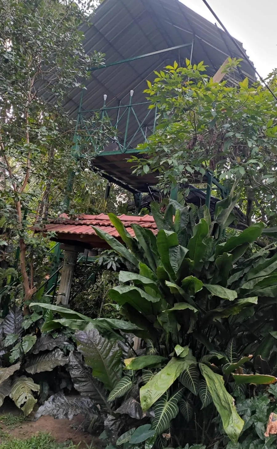 Layered tropical foliage beneath the covered nursery structure at Heliconia Garden